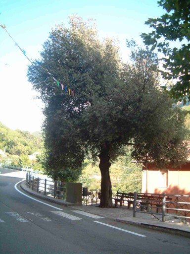  Image name: 09 leccio.jpg 
 width: 384 pixel 
 height: 512 pixel 
 Size: 65455 bytes 
 Click to enlarge 